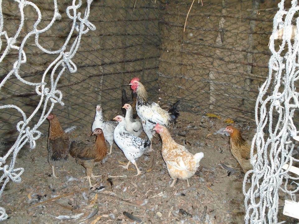 Eco-tourism activity