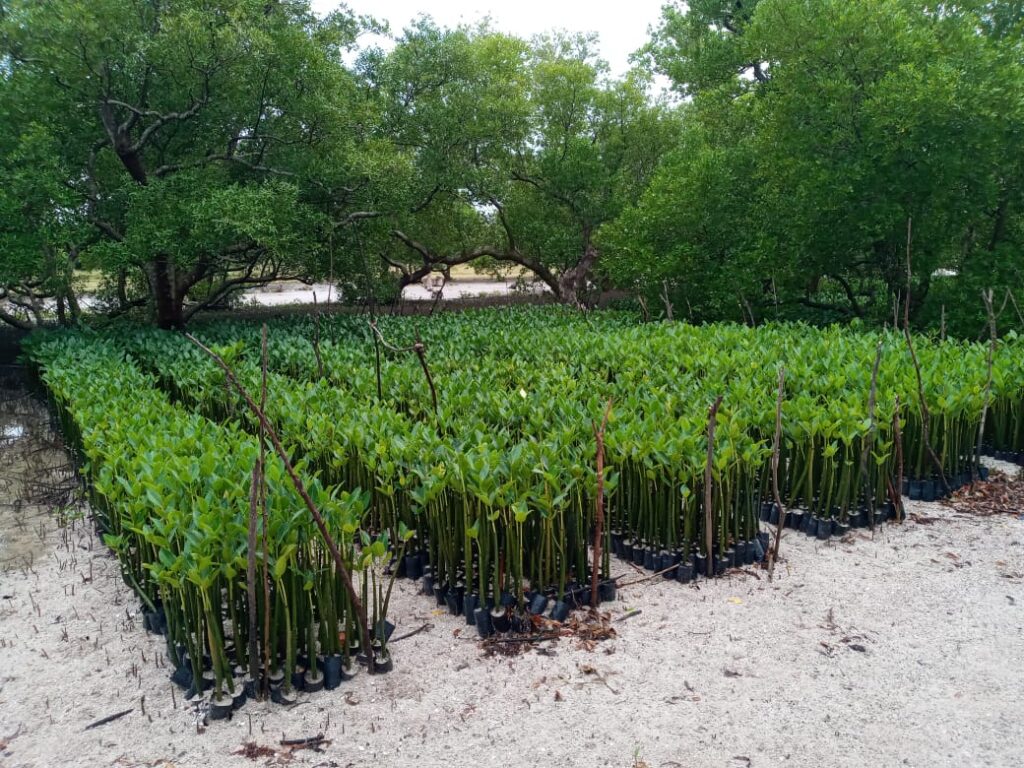 Mangrove restoration